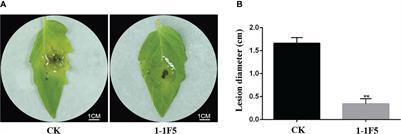 A novel elicitor protein phosphopentomutase from Bacillus velezensis LJ02 enhances tomato resistance to Botrytis cinerea